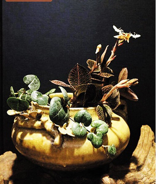 图30 学姐的获奖作品(微景观生态瓶)-获奖作品(微景观生态瓶)_调整大小.jpg