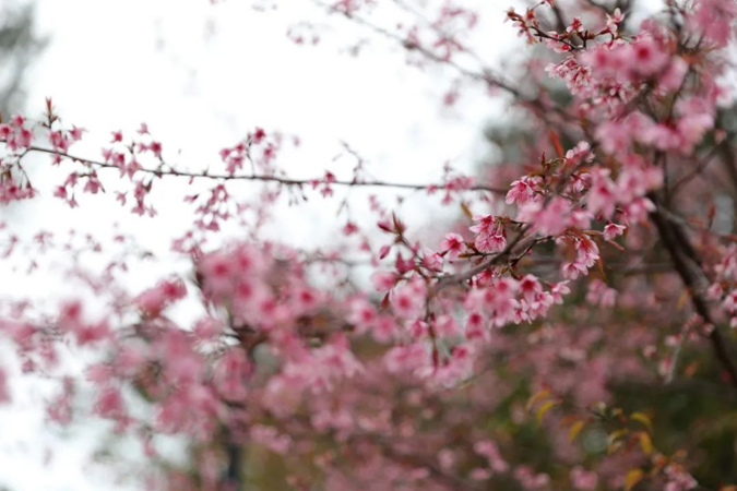 SPRING2883.png